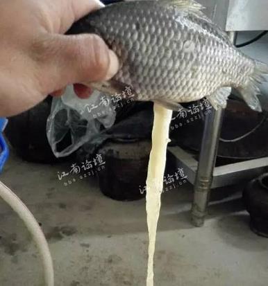 云顶赌场online